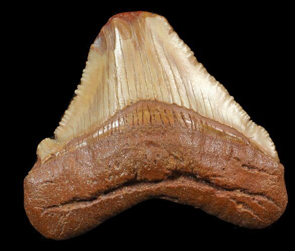 Chubutensis Tooth From NC - Megalodon Ancestor #43080